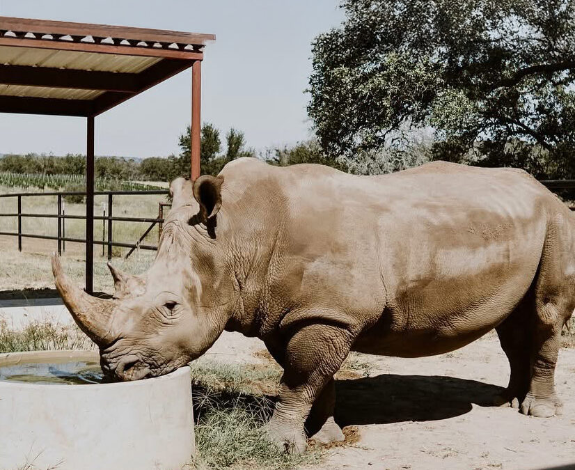 The Rhinory